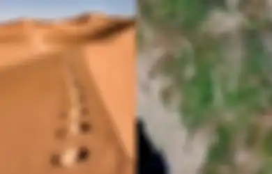 Bikin Takjub, Mendadak Padang Gurun di Arab Saudi Mulai Menghijau dan Ditumbuhi Tanaman, Ternyata Ini Penyebabnya