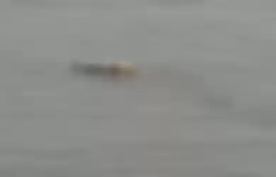 Ahli satwa liar buka suara menanggapi video buaya yang mengantarkan jasad balita ke keluarganya di tepi Sungai Mahakam.