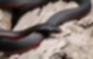 ular memiliki dua penis