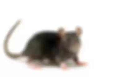 tikus tertua di dunia