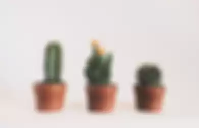 Tanaman Kaktus