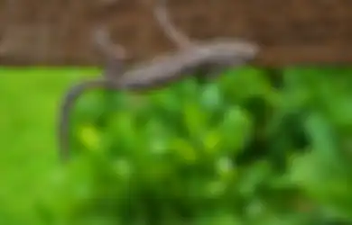 Tak Hanya Pertanda Sial, Ini 5  Makna Kejatuhan Cicak Menurut Primbon Jawa