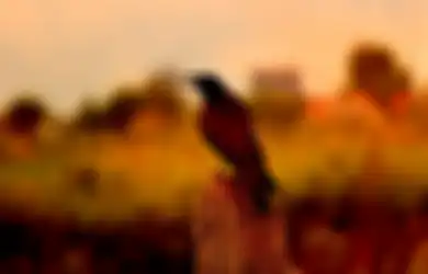 Bukan Pertanda Kematian Ini Arti Mendengar Burung Gagak Malam Hari Dalam Primbon Jawa