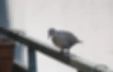 Ini Arti Burung Masuk Rumah Menurut Primbon Jawa, Pertanda Apa?