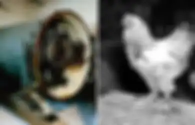 Ide Gila Inggris Gunakan Tumbal Ayam Untuk Ciptakan Senjata, Begini Cara Kerjanya!