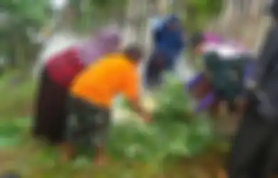 Mengusung Semangat Kebersamaan, Tradisi Bakar Batu Berasal Dari Mana?