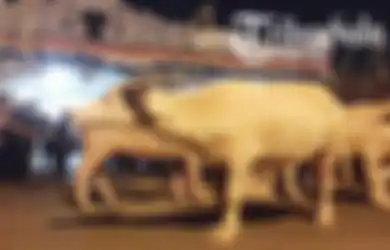 Mengenal Kebo Kyai Slamet, Sapi Keramat yang Dikagumi Raja-Raja Mataram Islam Surakarta
