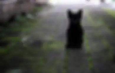 Makam Nyai Tembong, Tempat Peristirahatan Terakhir Kucing Kesayangan Raja Mataram Islam