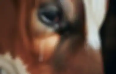 Kenapa Sapi Menangis saat Mau Kurban? Ini Penjelasan dari Peristiwa Langka Tersebut