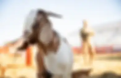 Teks Khutbah Jumat: 3 Hikmah Ibadah Qurban dalam Peristiwa Idul Adha