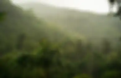 20 Ucapan Hari Hutan Hujan Sedunia 2023, Peristiwa Penting Bagi Bumi