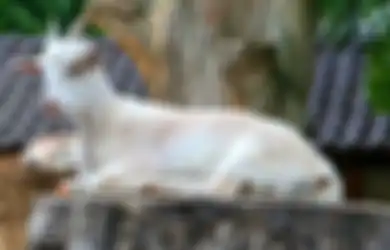 Di Balik Peristiwa Idul Adha, Begini Dunia Merayakan Hari Raya Kurban