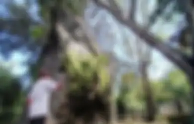 Gunung Gamping, Saksi Bisu Berdirinya Keraton Mataram Yogyakarta, Kini Tinggal Menyisakan Gundukan