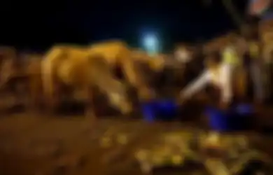 Kebo Bule, Hewan Kesayangan Raja Pakubuwono X yang Jadi Ikon Kirab Malam 1 Suro
