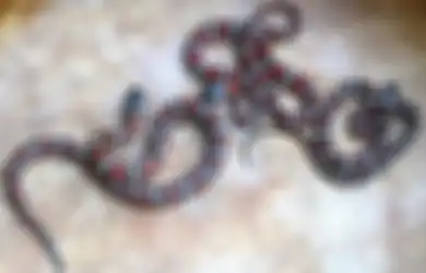 11 Arti Mimpi Melihat Ular Banyak Tapi Tidak Menggigit, Petaka Menanti?