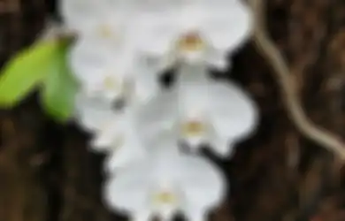 Ini Arti Sifat Aras Kembang Dalam Primbon Jawa, 5 Weton Ini Beruntung Punya Watak Tersebut