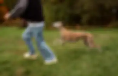 Arti Mimpi Dikejar Anjing dalam Islam, Bakal Didatangi Orang Jahat?