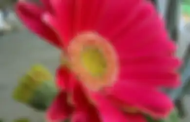 5 Arti Bunga Gerbera Daisy Berdasarkan Warnanya, Inilah Bunga Favorit Para Pencinta Bunga