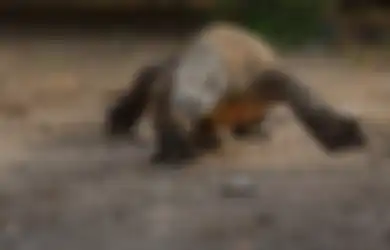 Arti Mimpi Dikejar Komodo, Bakal Ada Kesempatan Baik Menghampiri?