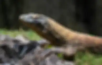 Asal-Usul Taman Nasional Komodo, Situs Warisan Dunia yang Menjadi Habitat Komodo