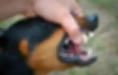 Arti Mimpi Digigit Anjing di Tangan, Bakal Ada yang Menyakiti Anda?