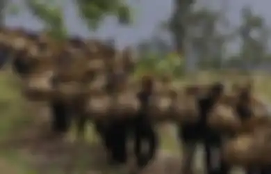 Makna Tradisi Seren Taun yang Berasal dari Kecamatan Cisolok