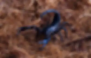 Ini Pertanda Kalajengking Hitam Masuk Rumah Menurut Primbon Jawa