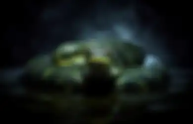 Ular Masuk Rumah Malam Hari Artinya Apa Menurut Primbon Jawa?