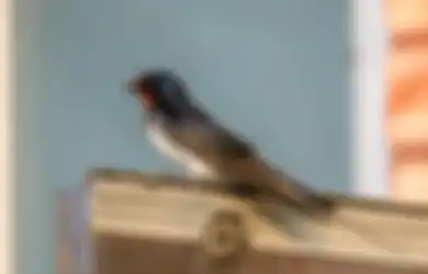Arti Burung Walet Masuk Rumah Menurut Primbon Jawa, Ada Kabar Bahagia?