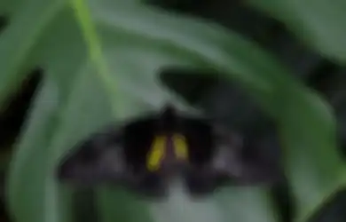 Tanda Kupu-kupu Hitam Masuk Rumah, Akan Ada Tamu Berniat Jahat?