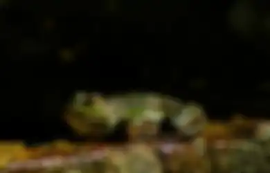 Ini Pertanda dari Kodok Masuk Rumah Malam Hari, Keberuntungan?