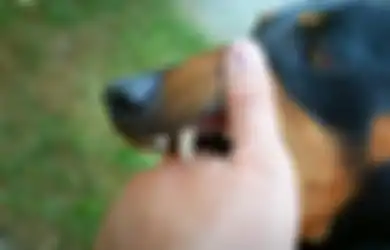5 Arti Mimpi Digigit Anjing di Tangan, Bakal Hadapi Ujian Berat?