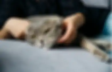 Jangan Menganggapnya Remeh, Inilah 5 Arti Mimpi Kucing Masuk Rumah