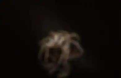 Ada Laba-laba di Rumah Pertanda Apa dalam Primbon Jawa? Petaka?