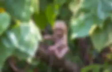 9 Arti Mimpi Melihat Monyet Kecil Menurut Primbon Jawa, Bakal Celaka?