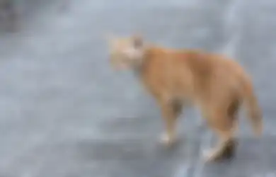 Menabrak Kucing Tidak Sengaja Sampai Mati Pertanda Apa? Bakal Celaka?