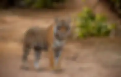 10 Arti Mimpi Harimau Masuk Rumah, Bakal Alami Kesuksesan Besar?