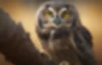 Burung Hantu Masuk Rumah Pertanda Apa? Benarkah Terkait Kematian?