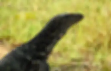 Biawak Masuk Rumah Pertanda Apa? Bakal Ketiban Rezeki Nomplok?