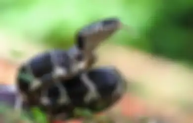 Mimpi Digigit Ular di Kaki Kanan Menurut Primbon, Keluarga Bermasalah?