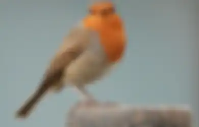 Burung Masuk Rumah Pagi Hari Pertanda Apa? Pintu Rezeki Terbuka Lebar?