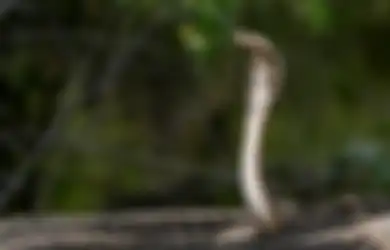 Arti Mimpi Digigit Ular di Kaki Menurut Primbon Jawa Bisa Jadi Pertanda Kegagalan