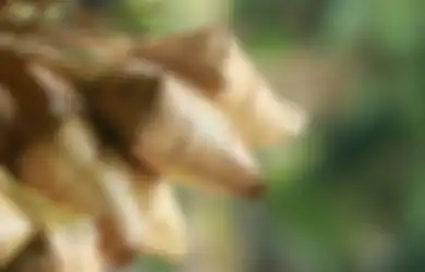 Ternyata Ini Alasan Mengapa Ketupat Identik dengan Lebaran Idulfitri
