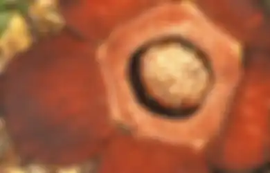 Mengenal Lebih Dekat Rafflesia arnoldii: Sebenarnya Siapa Sosok di Balik Penemuan Bunga Rafflesia?