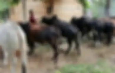 Viral Orang Minum Darah Sapi Kurban: Agar Gemuk dan Terlihat Seksi, Para Pria di Suka Terpencil Ini Justru Jadikan Darah Sapi Sebagai Minuman Sehari-hari