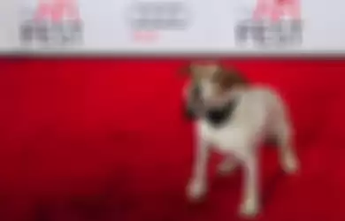 Seekor Anjing Film Nominasi Oscar Pensiun