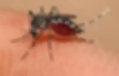 nyamuk Aedes Aegypti 