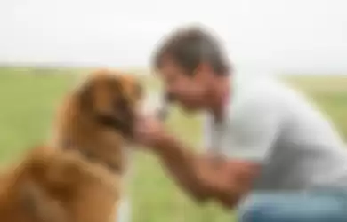 Review Film A Dog’s Purpose: Giliran Anjing Mencari Tujuan Hidup