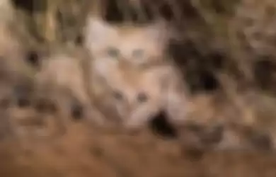 Ini Nih Si Kucing Pasir