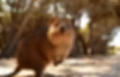 hewan quokka